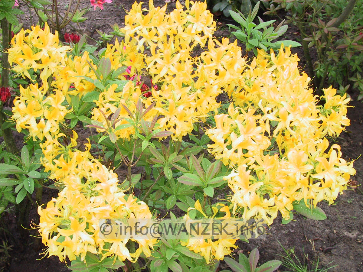 Azalea knaphill Golden Sunset 01.JPG